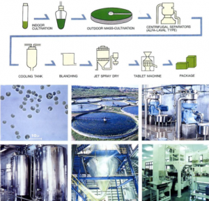 什么是小球藻(Chlorella)?带你认识小球藻。